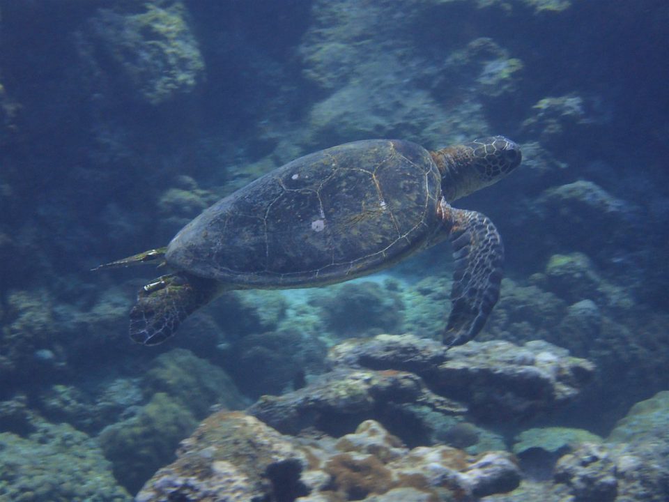 喜界島は海開き そして海の中はカメparadise 喜界島ファームステイプロジェクト